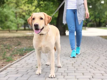How Much Does It Cost to Own a Labrador Retriever in 2026? Price Guide