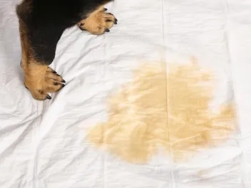 Why Does My Dog Pee On My Bed? 6 Vet-Verified Reasons & Solutions