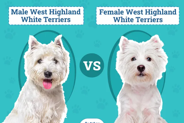 Male vs Female West Highland White Terriers: Differences (With Pictures)