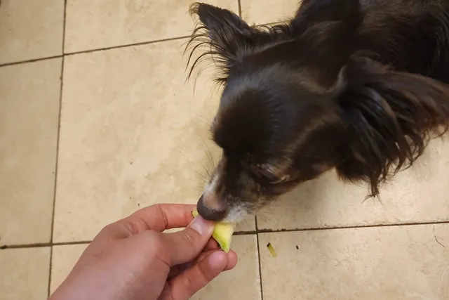 Dog-Safe Human Foods: All the Foods Penny Loves & the One She Hates