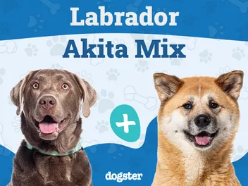 Labrakita (Akita Lab Mix): Info, Pictures, Care Guide & More
