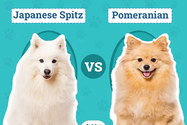 Japanese Spitz vs Pomeranian: Key Differences (With Pictures)