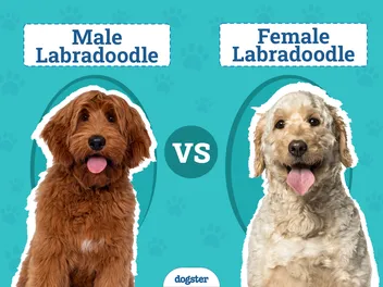 Male vs. Female Labradoodle: Differences Explained (With Pictures)