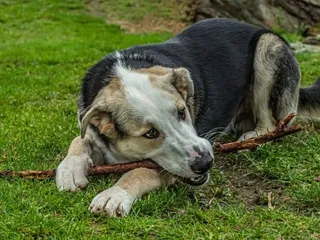 Why Do Dogs Eat Sticks? Decoding Canine Behavior (Vet-Approved)