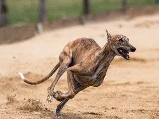 How Fast Can Greyhounds Run? Facts & Animal Comparison