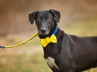 7 DIY Dog Bow Tie Patterns & How-to Guides (With Pictures)
