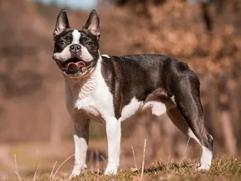 6 Amazing Boston Terrier Colors (With Pictures)