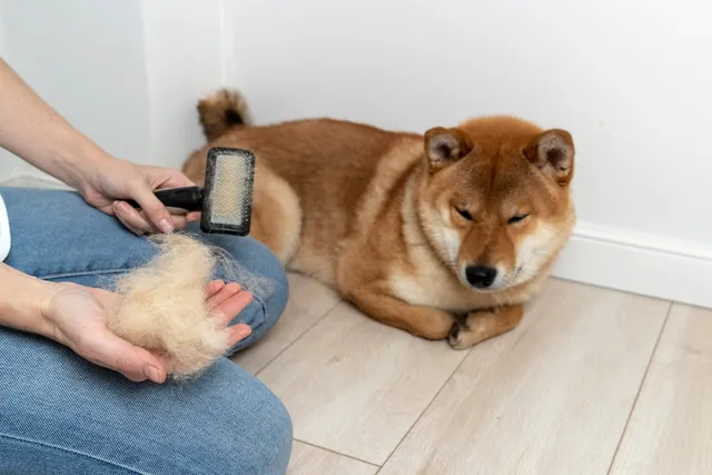 How Much Does a Shiba Inu Shed? 4 Useful Tips to Reduce It