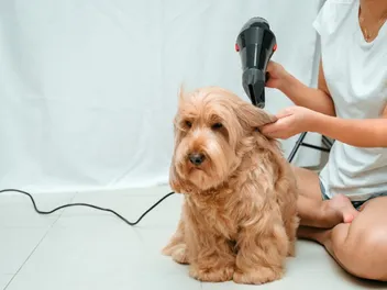 5 Vet-Approved Cockapoo Haircuts You Can Give Your Pup (With Pictures)