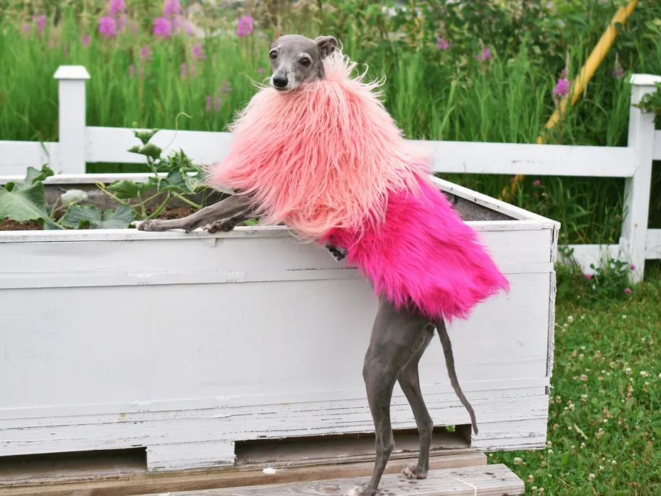 Grey Italian greyhound wearing a pink ombre faux fur coat standing on a planter