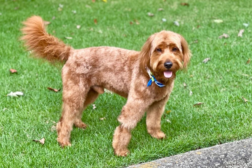apricot-goldendoodle-standing-on-a-grass