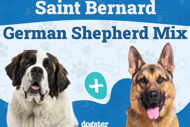 Saint Shepherd (Saint Bernard German Shepherd Mix): Info, Pictures, Care & More