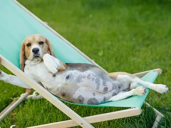 How Long Are Beagles Typically Pregnant For? Vet-Approved Guide
