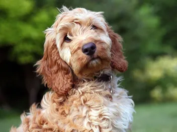 Are Cockapoos Hypoallergenic? Vet-Verified Facts & FAQ