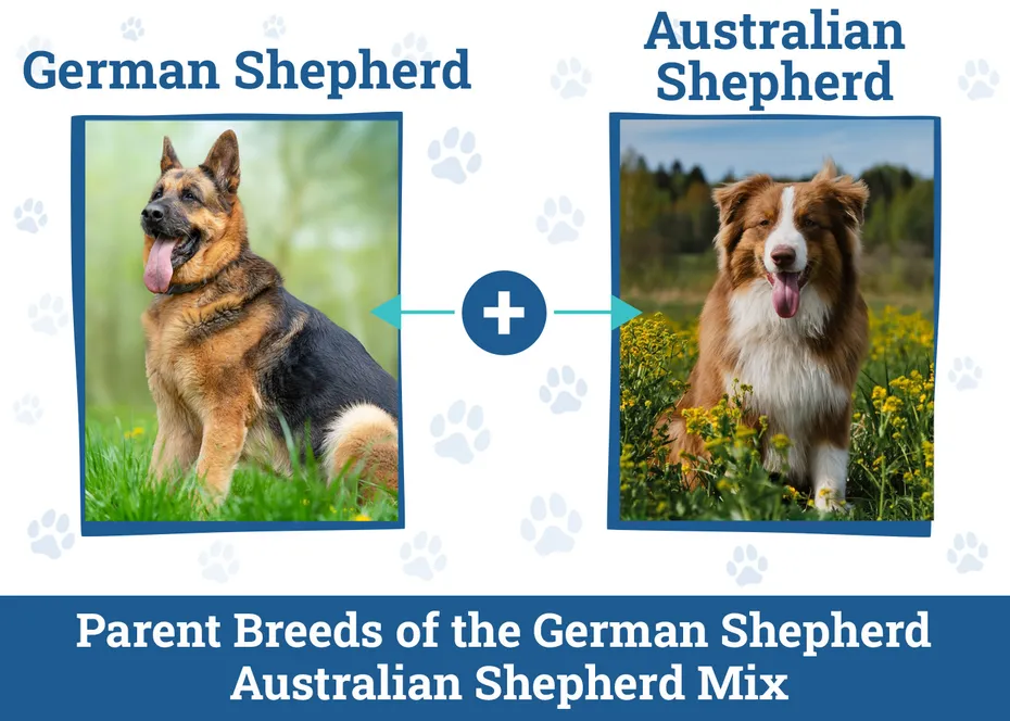 Parent Breeds of the German Shepherd