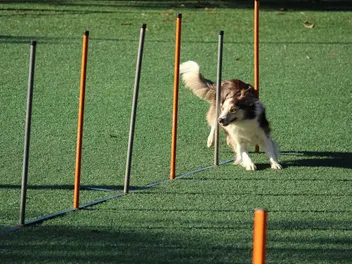 7 DIY Dog Agility Course Plans You Can Make Today (With Pictures)