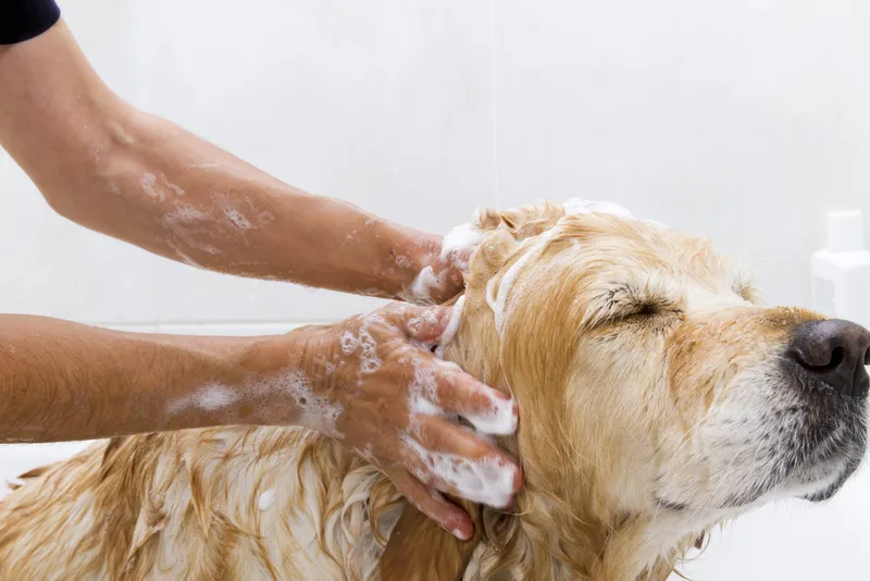 A dog taking a shower with soap and water