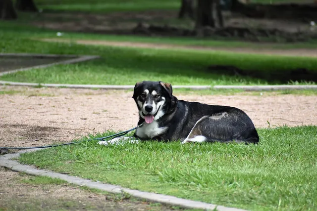 5 Great Off-Leash Dog Parks in Fort Worth, TX You Can Visit Today