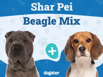 Sharp Eagle (Shar-Pei & Beagle Mix) Dog Breed: Info, Pictures, Care & More