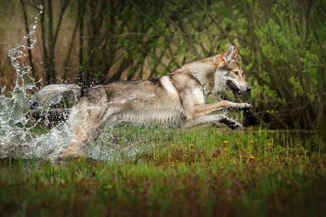 Czechoslovakian Wolfdog Breed: Info, Pictures, Care & More
