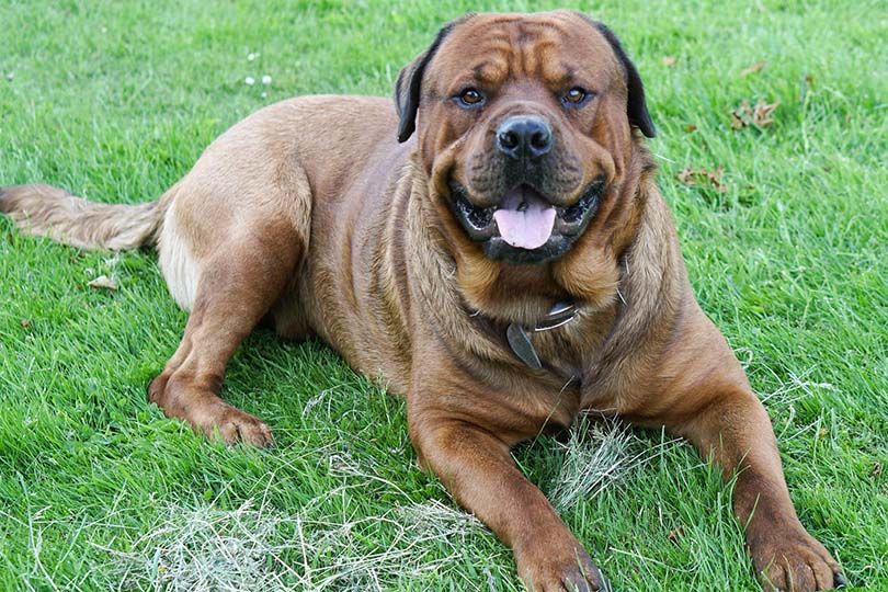 Mastweiler