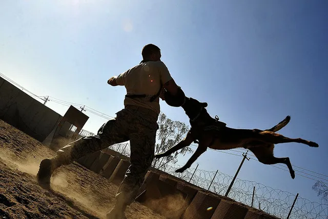 How Much Do Service Dog Trainers Make? 2026 Salary Overview