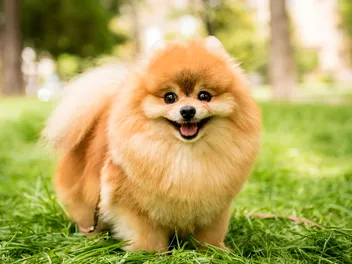 Why Do Small Dogs Live Longer? Vet-Approved Lifespan Explanation