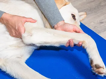 How to Massage a Dog With a Torn ACL: 3 Vet-Approved Steps to Follow