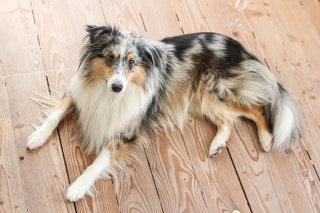 Merle Dogs: Breeding Problems With Colors