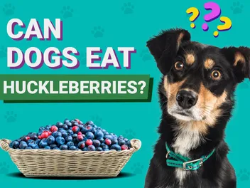 Can Dogs Eat Huckleberries? Vet Reviewed Facts & FAQ