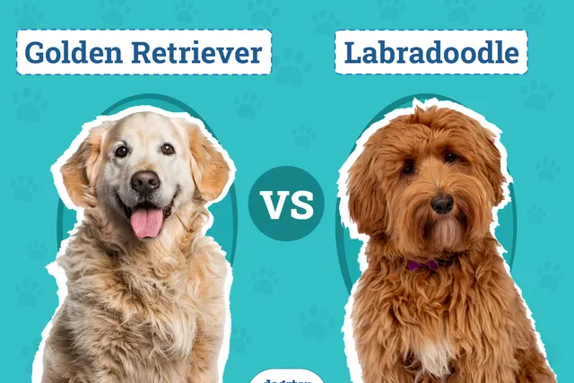 Golden Retriever vs Labradoodle: Surprising Differences (With Pictures)