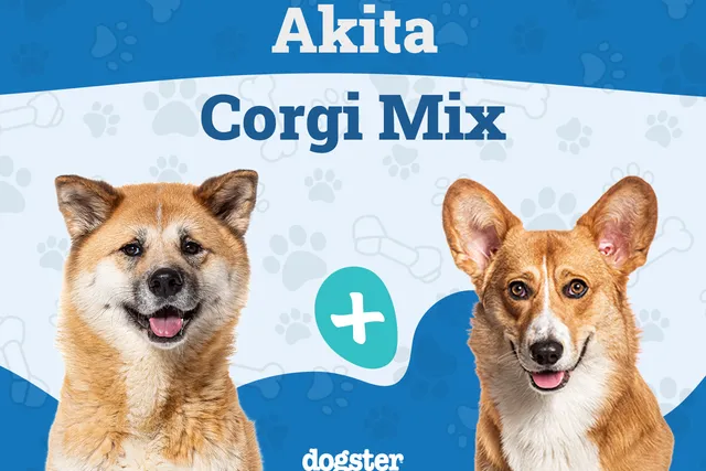 Akita Corgi Mixed Dog Breed: Info, Pictures, Care & More