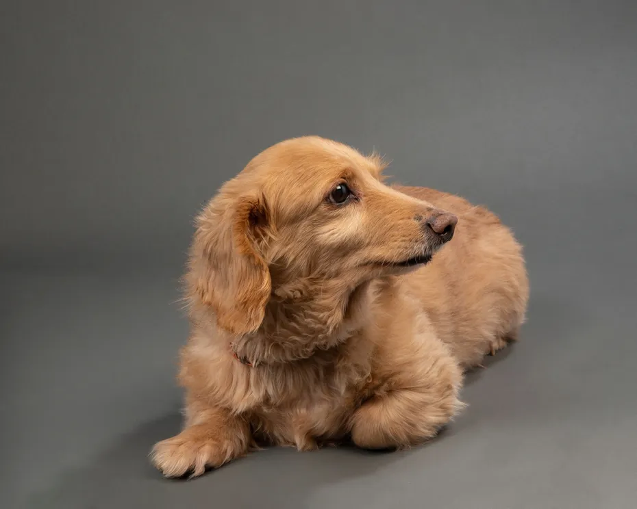 English Cream Dachshund prodile on a grey backgroundbackground