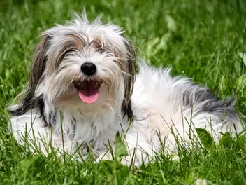 5 Best Grasses for Dogs in 2026 - Reviews & Top Picks