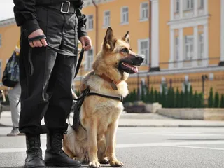 K-9 Veterans Day 2026: When It Is, Origin & How to Observe It