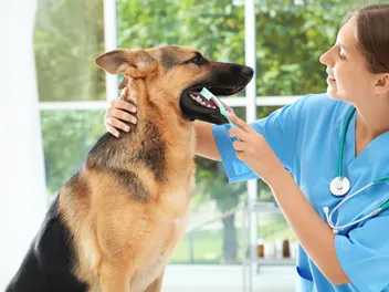 Is It Too Late to Brush My Dog’s Teeth? Vet-Reviewed Dental Facts