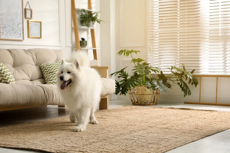 samoyed-dog-walking-on-rug