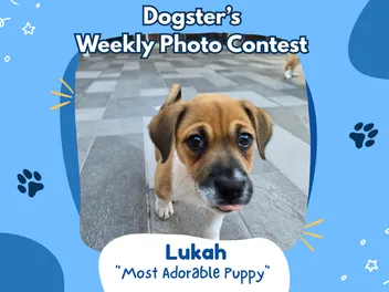 Dogster’s Weekly Photo Contest Winners: The Head Tilt (June 22, 2026)