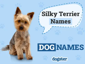 160 Popular & Unique Silky Terrier Names
