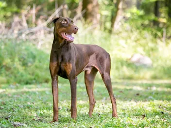 Are Dobermans More Aggressive Than Other Dogs? Vet-Verified Facts & Info