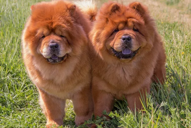 Do Dogs Like Being Outside? 11 Vet-Verified Reasons to Love the Outdoors