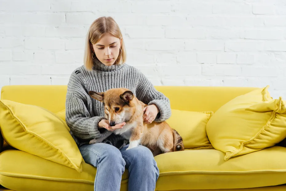 woman sitting on sofa and giving treat cute pembroke welsh corgi dog