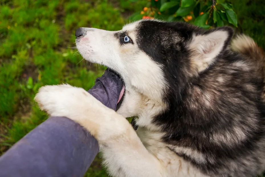 dog husky biting training
