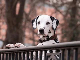 Are Dalmatians Born With Their Spots? Coat Color & Pattern Explained