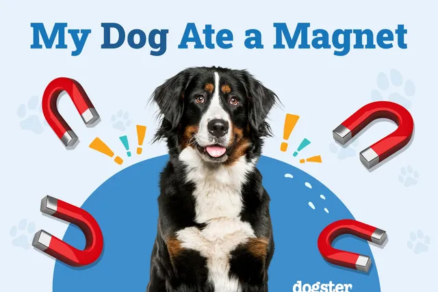 My Dog Ate a Magnet: Why Is It So Dangerous? (Vet Answer)