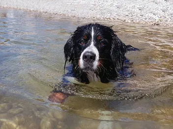Can Dogs Get Swimmer's Itch? Vet-Approved Signs, Care & FAQ
