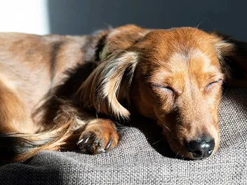 5 DIY Raised Dog Beds You Can Make Today (With Pictures)