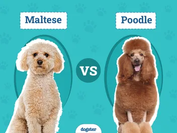 Maltese vs Poodle: The Differences (With Pictures)