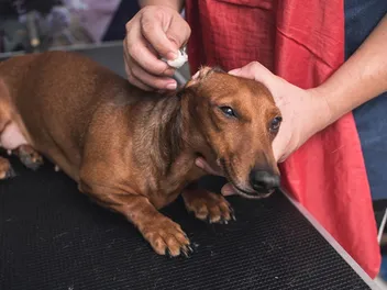 How to Clean Your Dachshund's Ears: 8 Vet-Approved Cleaning Tips