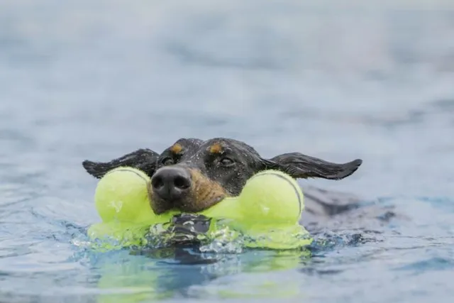 Can Dobermans Swim? Challenges, Tips & FAQs